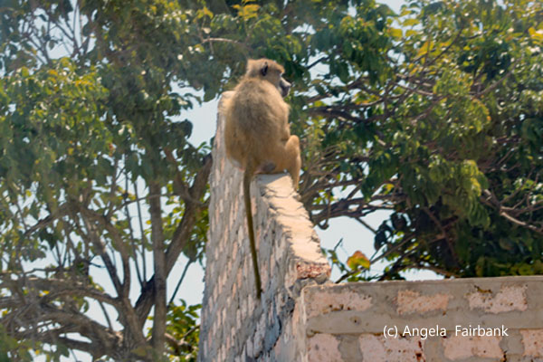 yellow baboon 2