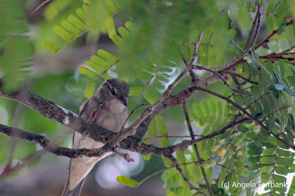 unidentified bird in tree