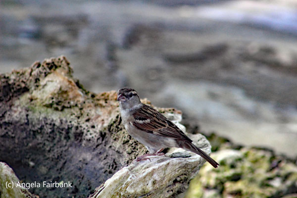 sparrow