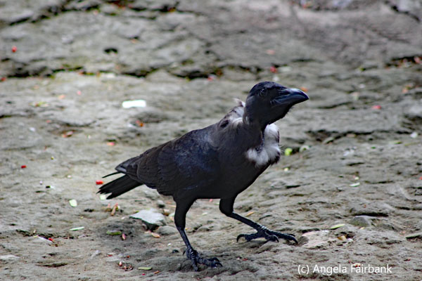 crow with grey ringed neck