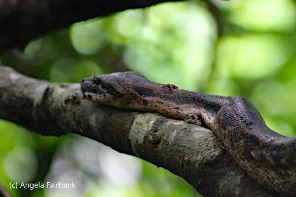 boa constrictor 1