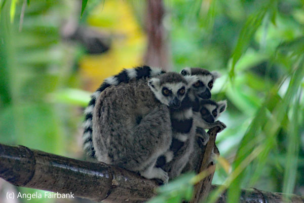 family of ring-tailed lemurs 1