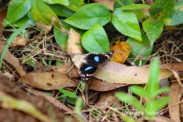 butterfly with blue flourescence