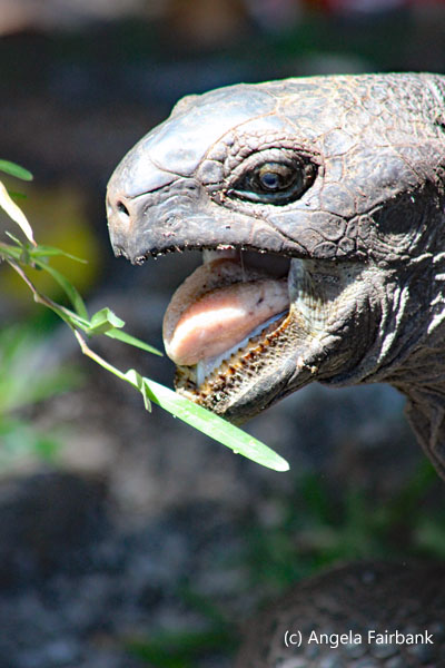 tortoise feeding 1