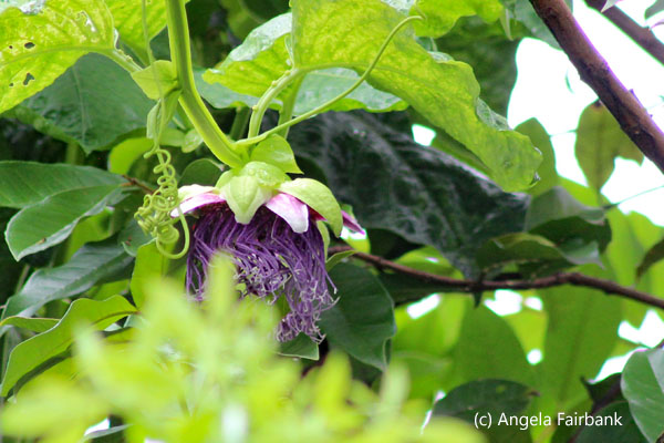 unusual purple flower