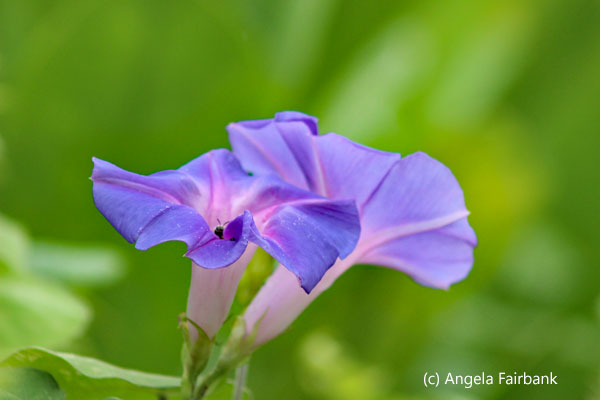 blue morning glory