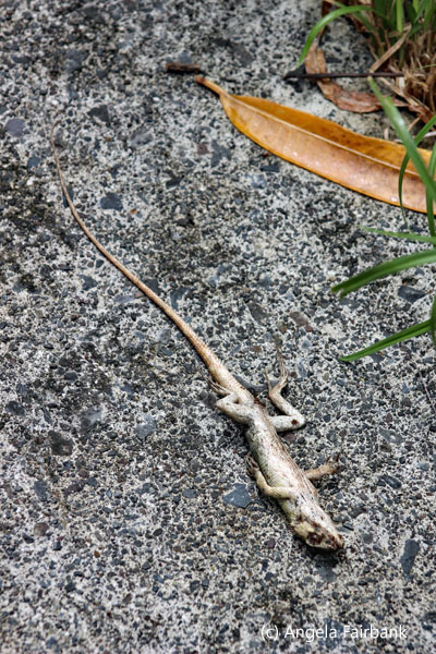 dead lizard outside naotre dame des laves