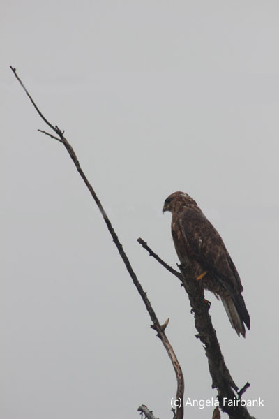 African hawk