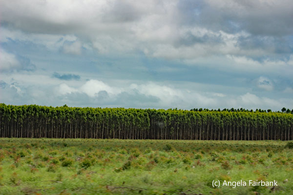 eucalyptus trees 2
