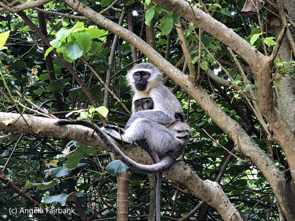 vervet monkeys 2