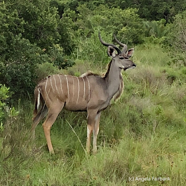 male kudu