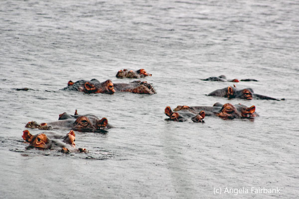 hippos in water 2