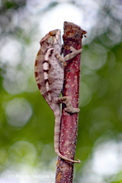 red chamaleon on stick