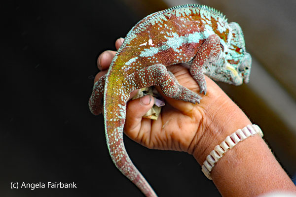 green and red chameleon on a hand