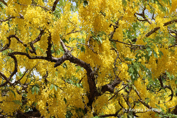 yellow flowered tree