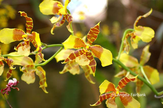 yellow and red orchid