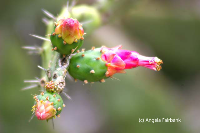 pink cactus flowers