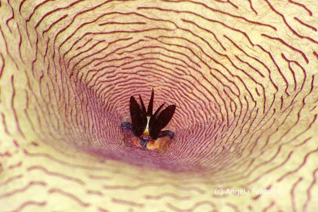 inside of white and purple flower