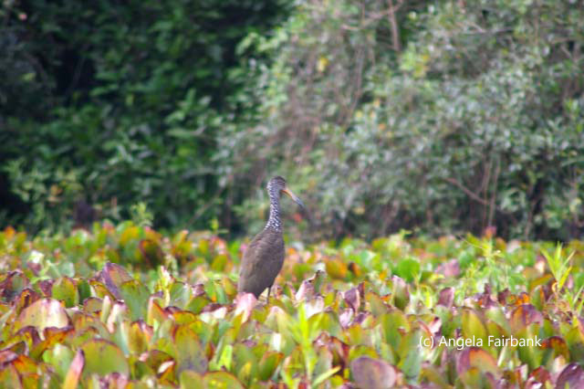 wading bird 2