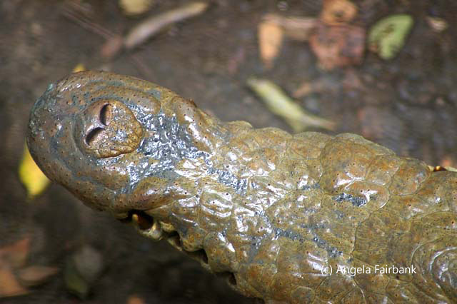 snout of crocodile