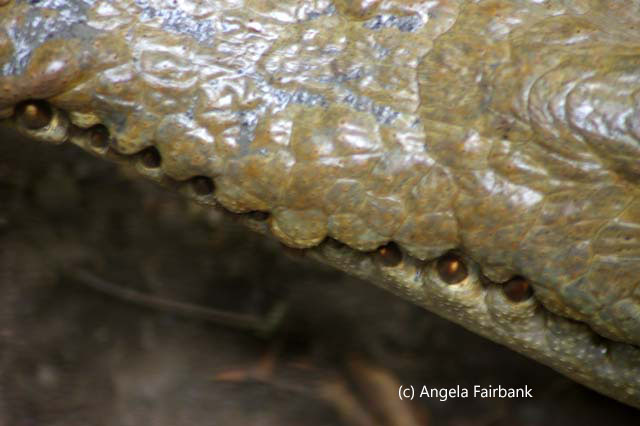 crocodile teeth