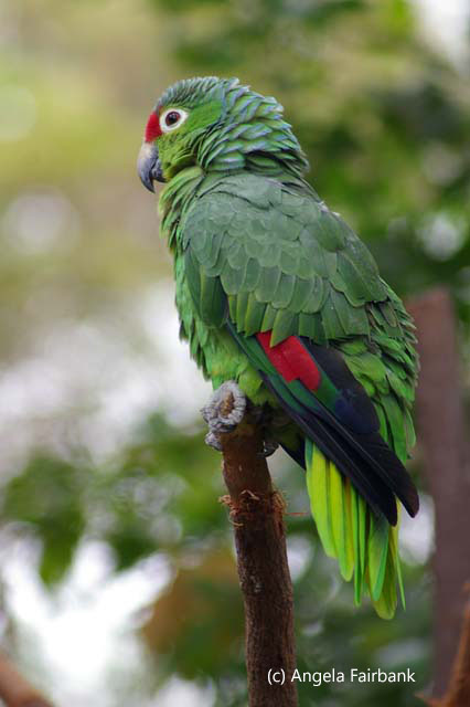 green parrot with red patches