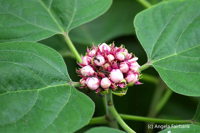 pink flower