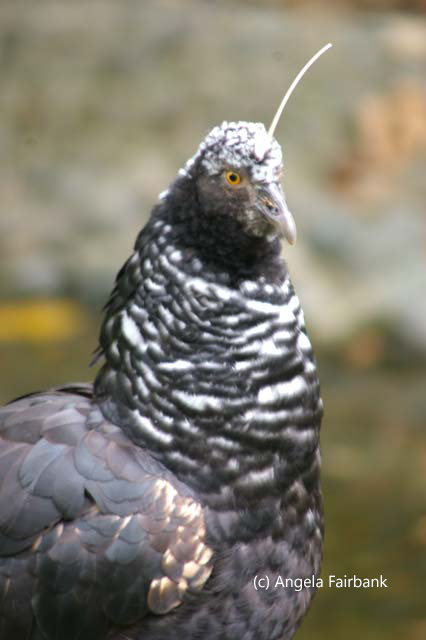 black and white spotted fowl