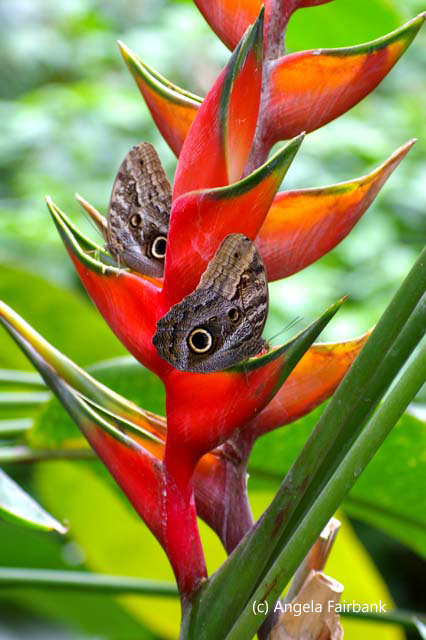 Chinese hat with butterflies