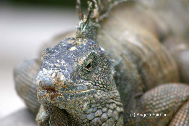 iguana 1