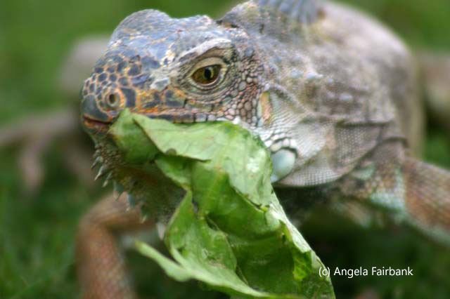 iguana 2 eating leaves
