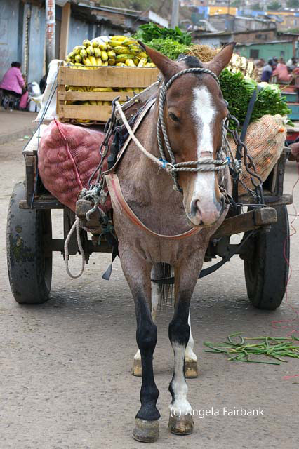 horse and cart