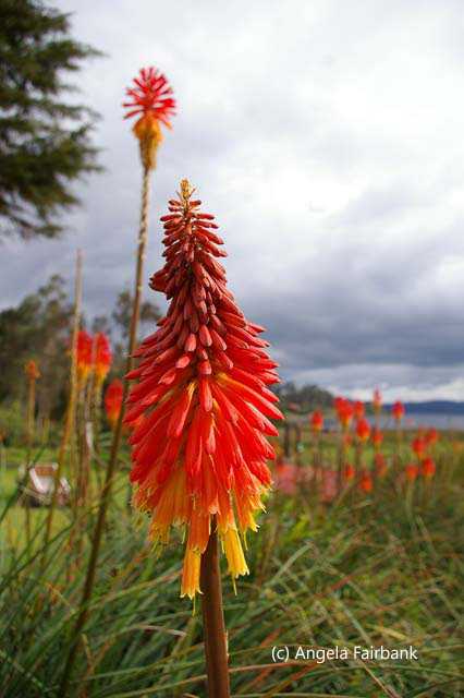 red hot pokers 1