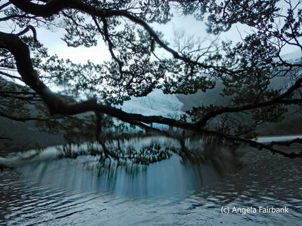 aguila glacier framed in tree branches