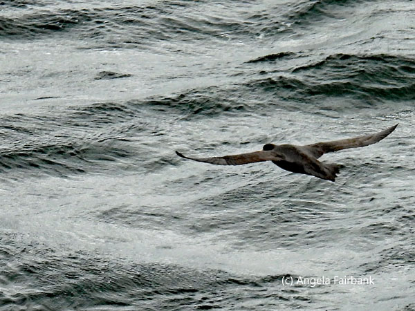 flying southern giant petrel