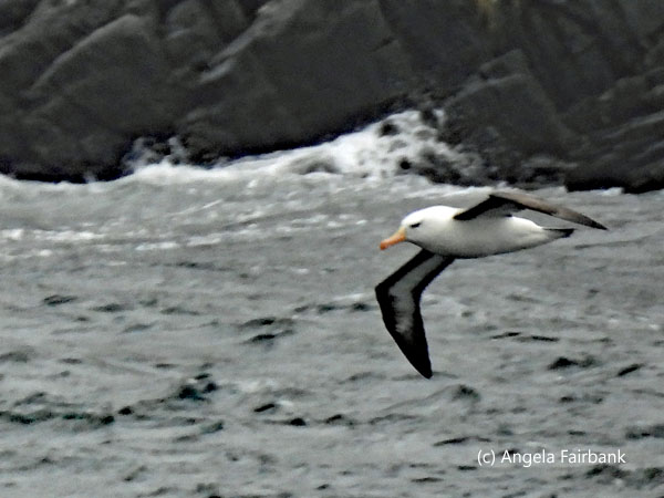 black-browed albatross