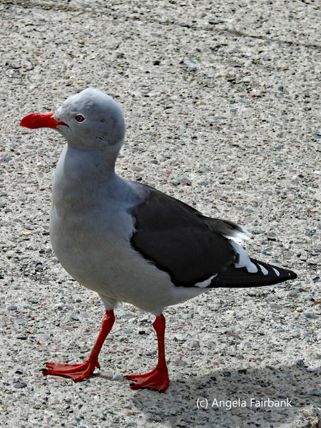grey seagull 1