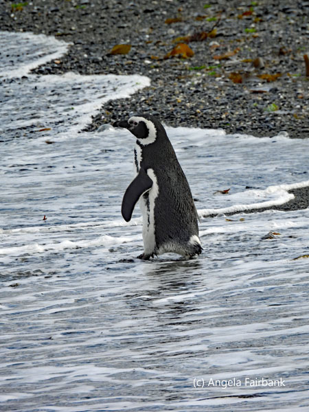 magellanic penguin walking into channel 1