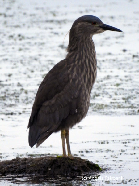black-crowned night heron