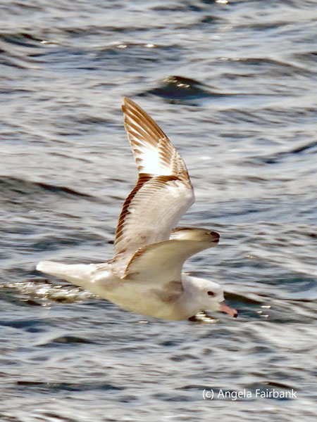 corys shearwater flying