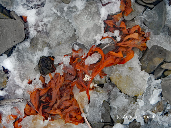 seaweed
