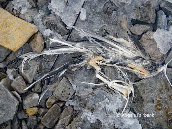 bird bones
