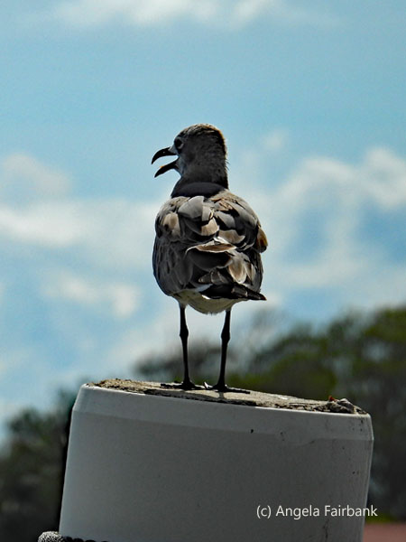 laughing gull with mouth open