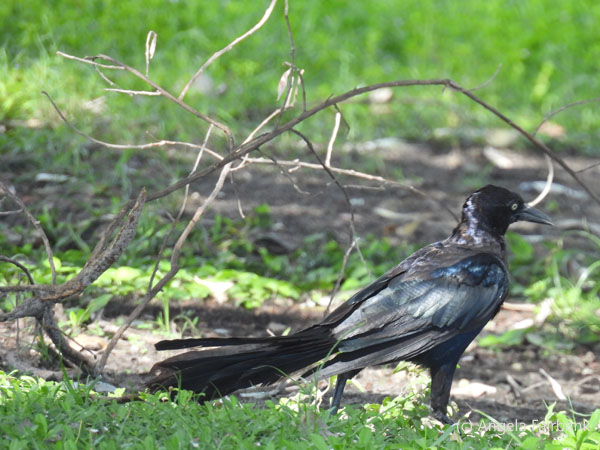 great-tailed grackle 2