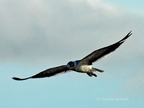 flying sandwich tern