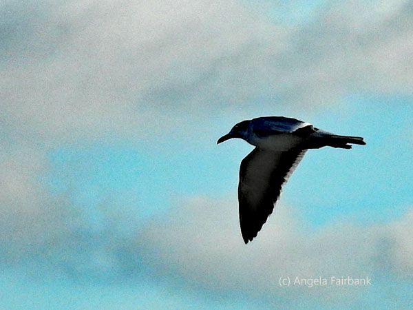flying sandwich tern 