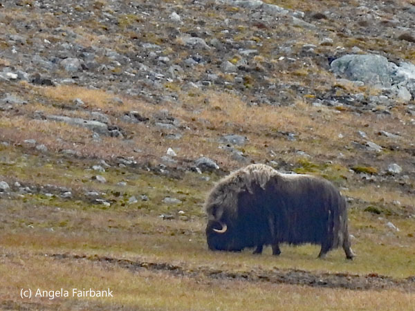muskox