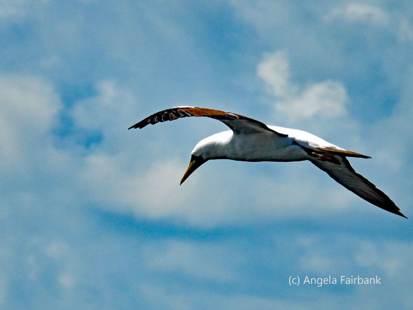 masked booby 3