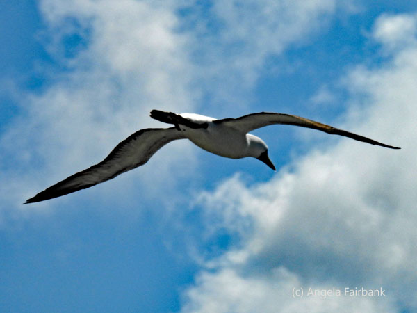masked booby 4