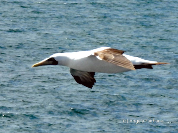 masked booby 5